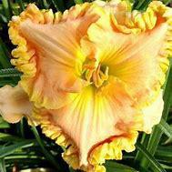 Joan Trundle
